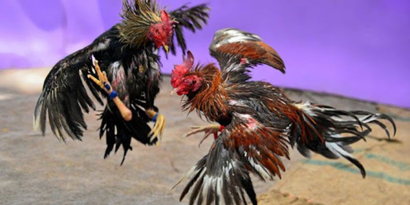 Mẹo chơi đá gà C5 hiệu quả