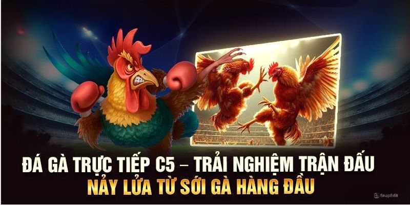 Tổng quan về sự hấp dẫn của đá gà trực tiếp C5