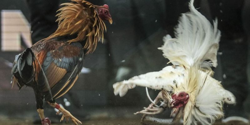 Ưu điểm ấn tượng trong đá gà trực tiếp đỉnh cao